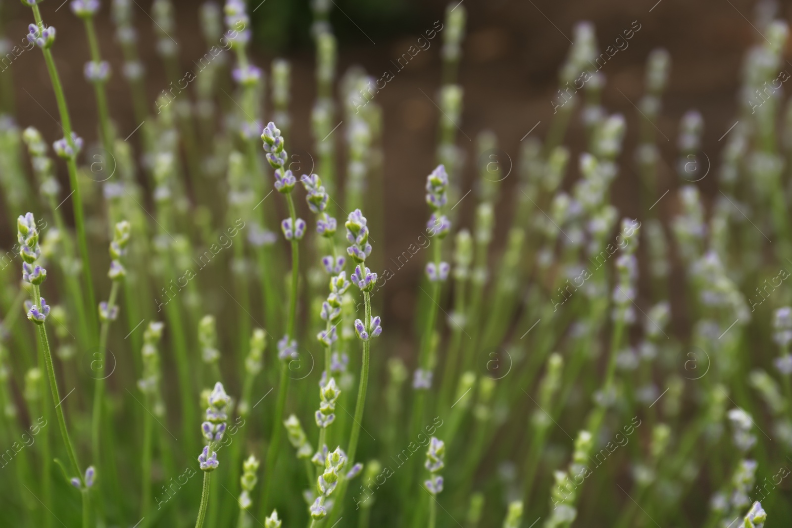 Photo of Closeup view of beautiful lavender growing in field