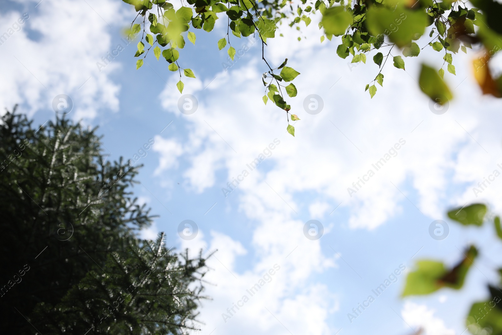 Photo of Beautiful trees growing under cloudy sky, bottom view