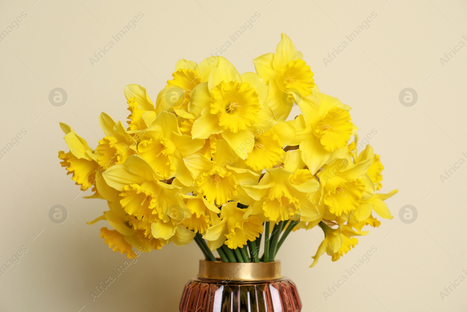 Photo of Beautiful daffodils in vase on light background