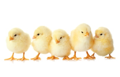 Cute fluffy baby chickens on white background. Farm animals