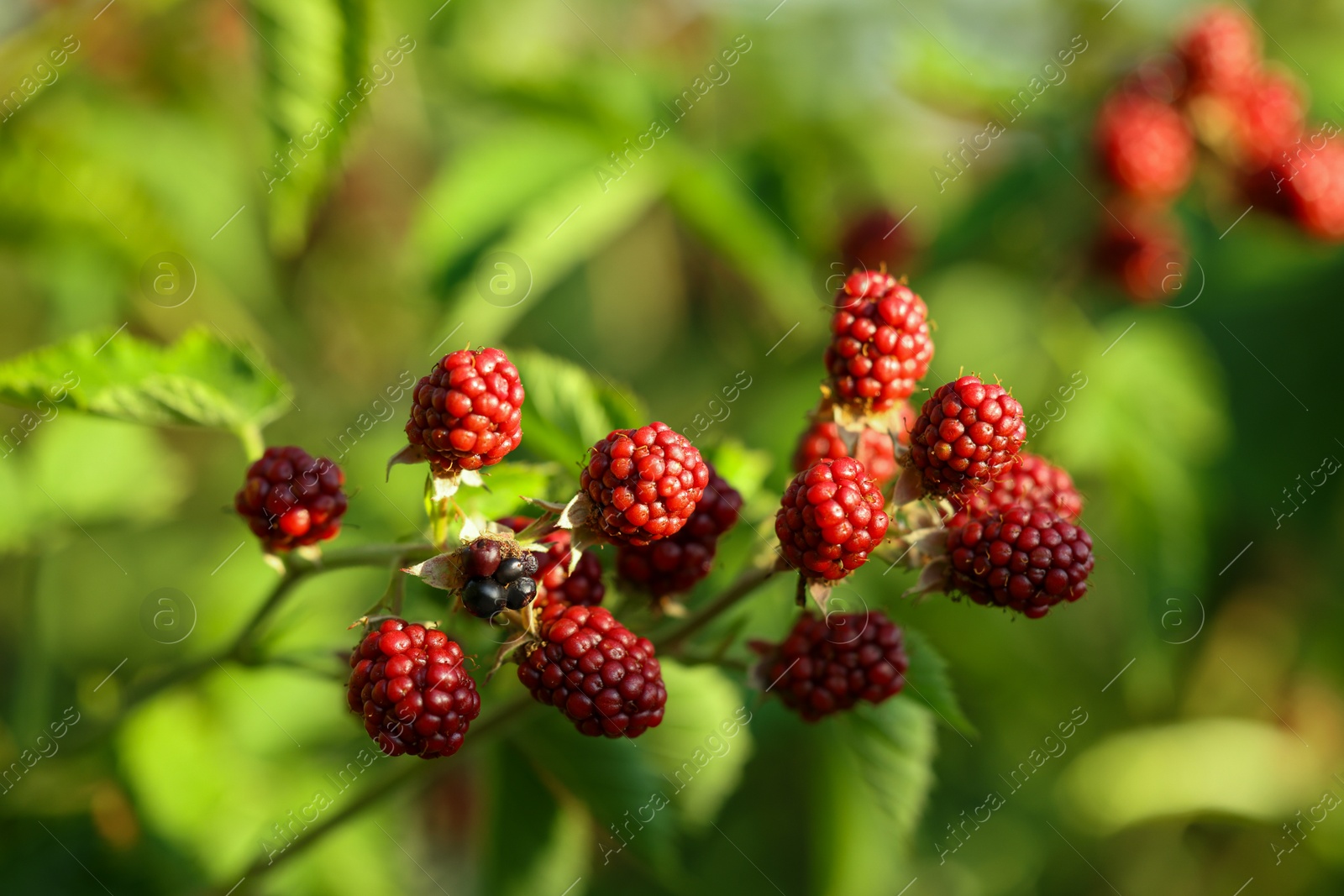 Photo of Unripe blackberries growing on bush outdoors, closeup