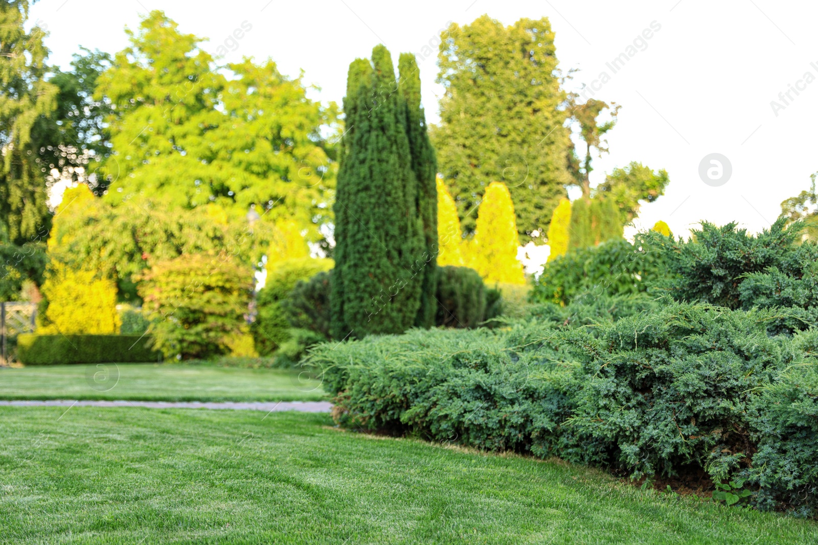 Photo of Beautiful landscape with green bushes in garden on sunny day