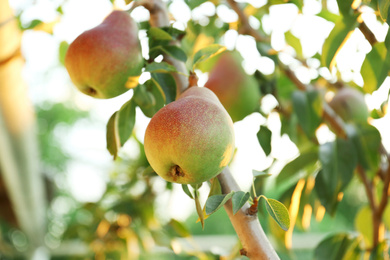 Pear tree with ripe fruits in garden, closeup