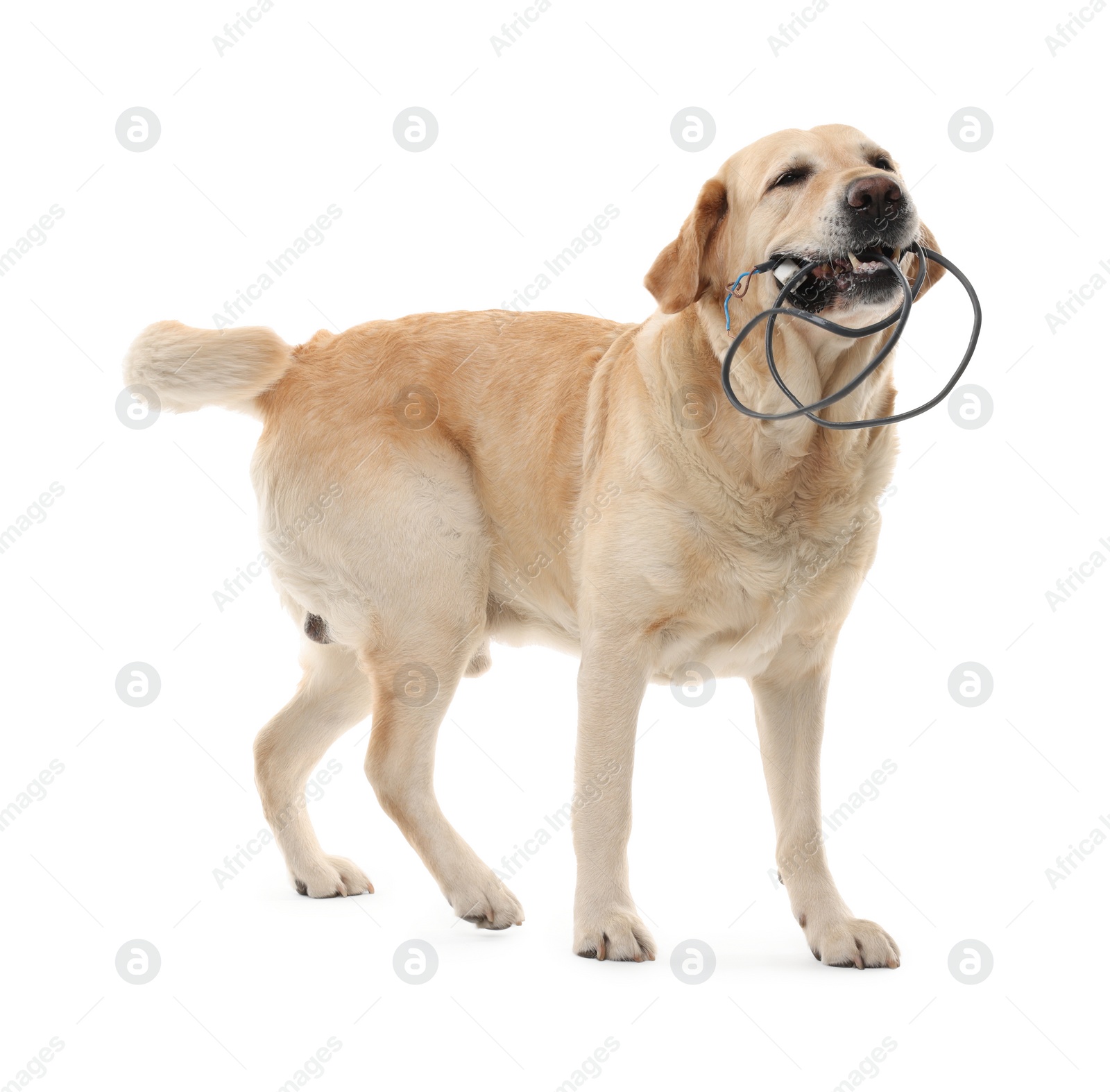 Photo of Naughty Labrador Retriever dog chewing damaged electrical wire on white background