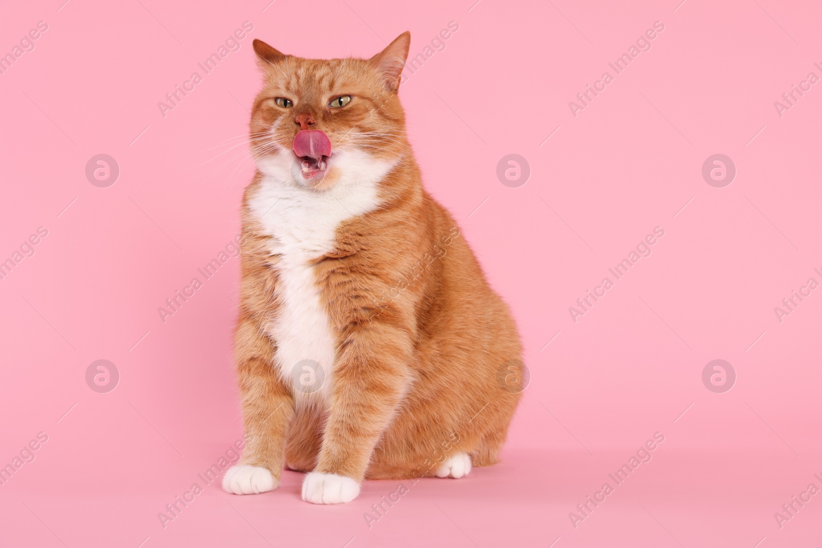 Photo of Cute cat licking itself on pink background