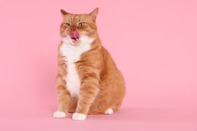 Cute cat licking itself on pink background