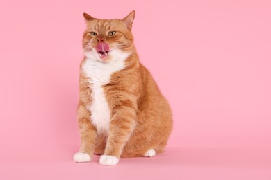 Photo of Cute cat licking itself on pink background