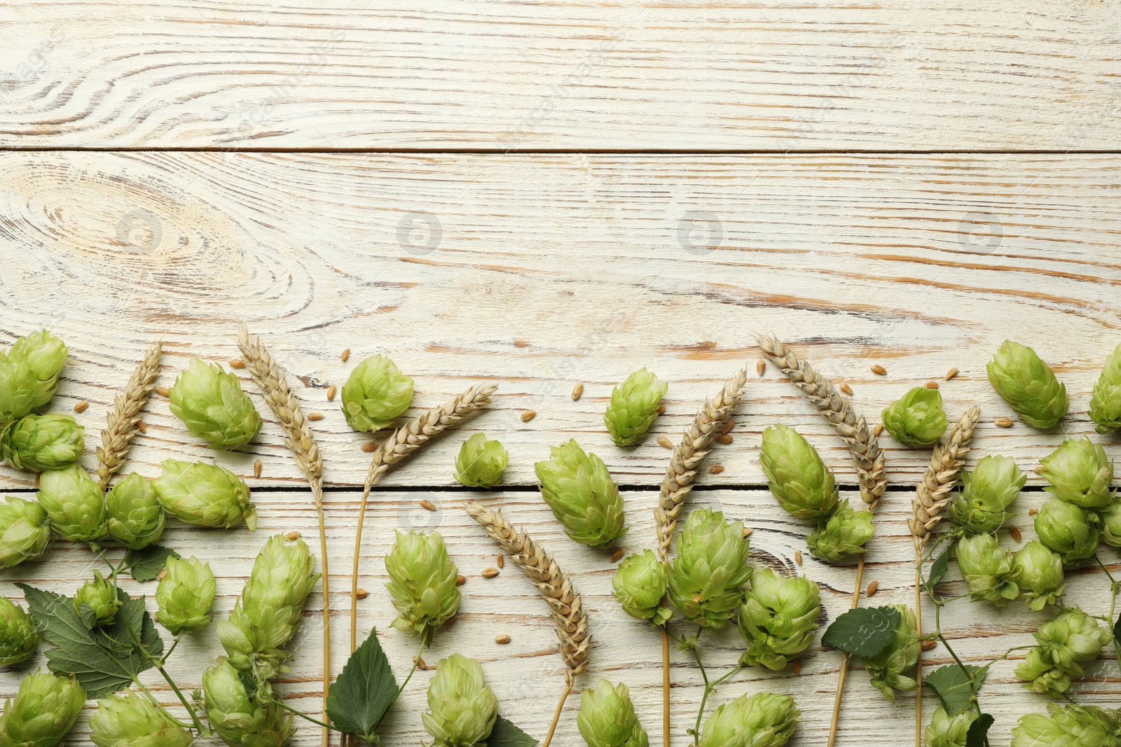 Photo of Flat lay composition with fresh green hops and wheat ears on white wooden table, space for text