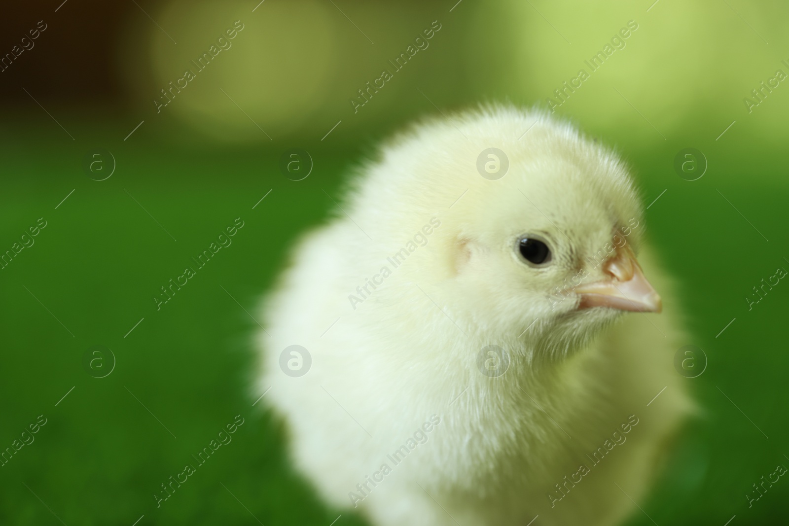 Photo of Cute chick on blurred background, closeup. Baby animal