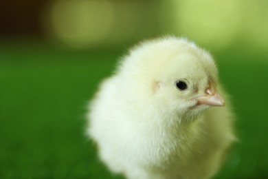 Cute chick on blurred background, closeup. Baby animal