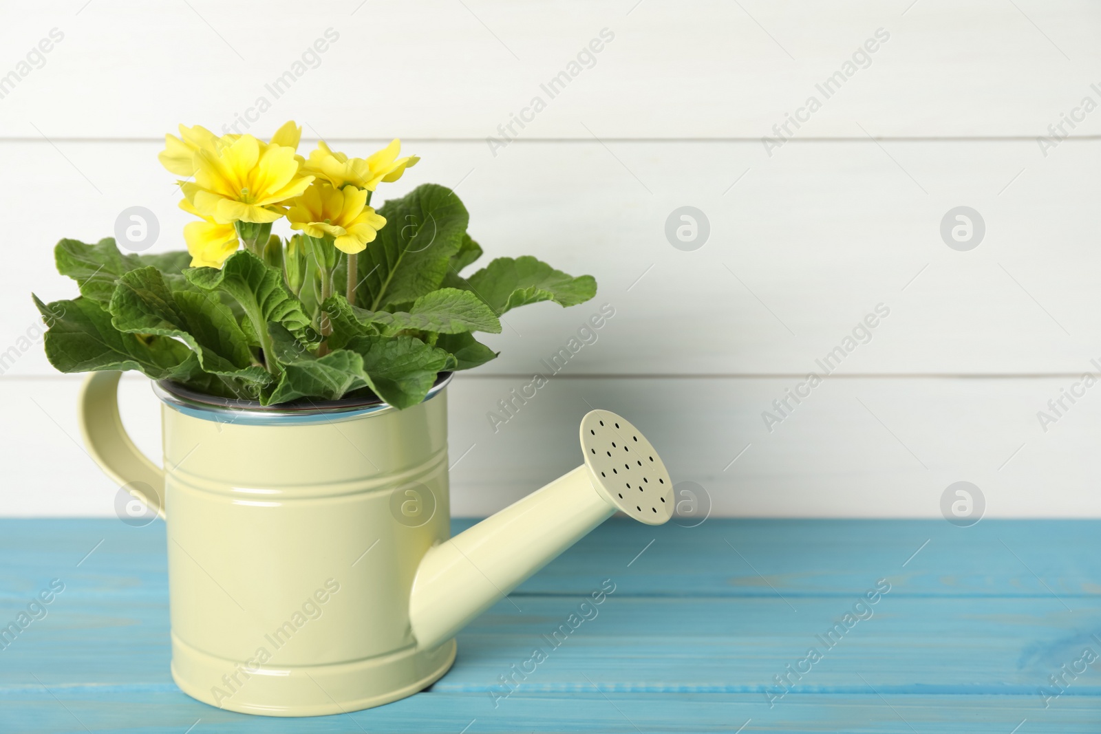 Photo of Beautiful violet in watering can on light blue wooden table. Space for text