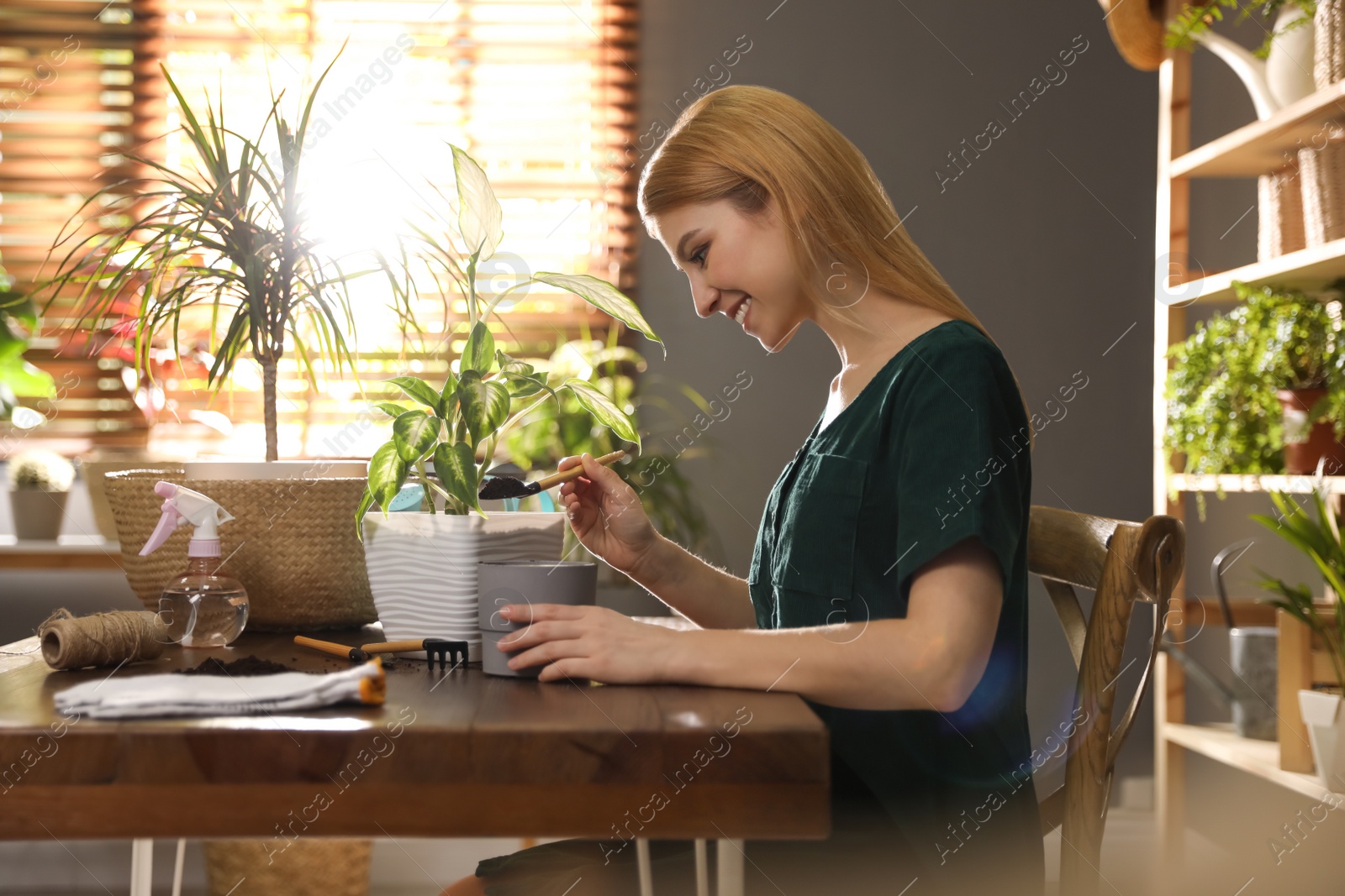 Photo of Young woman potting Dieffenbachia plant at home. Engaging hobby