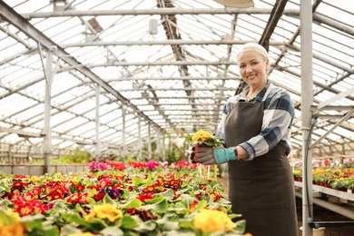 Photo of Mature woman taking care of blooming flowers in greenhouse. Home gardening