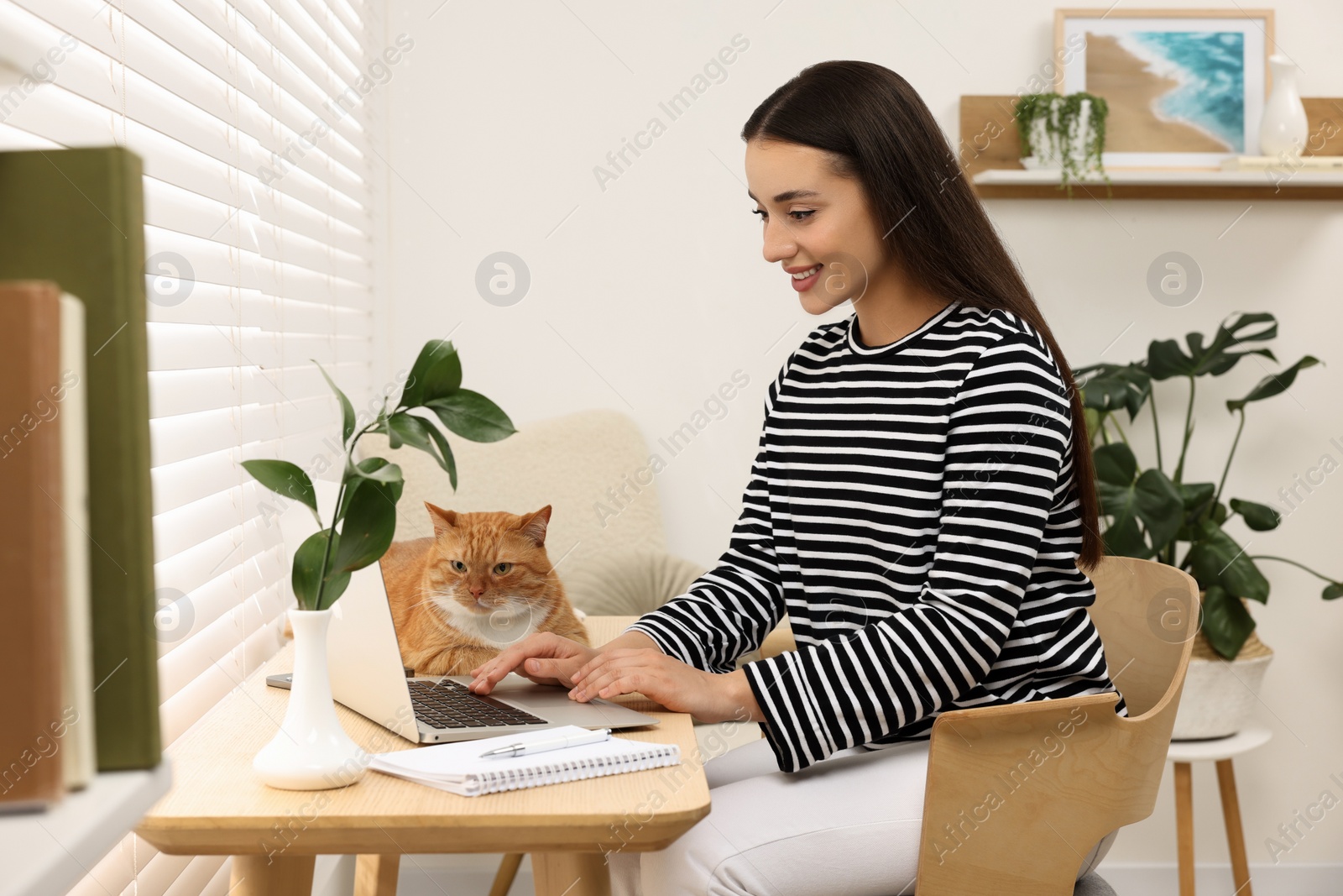 Photo of Happy woman working with laptop at home. Cute cat lying on wooden desk near owner