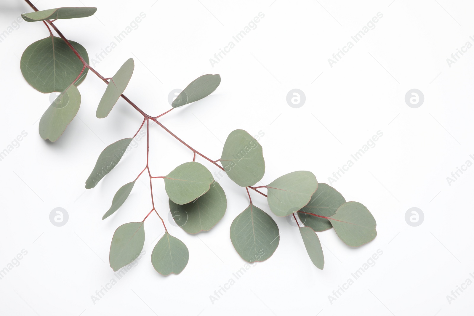 Photo of Eucalyptus branch with fresh leaves isolated on white, top view