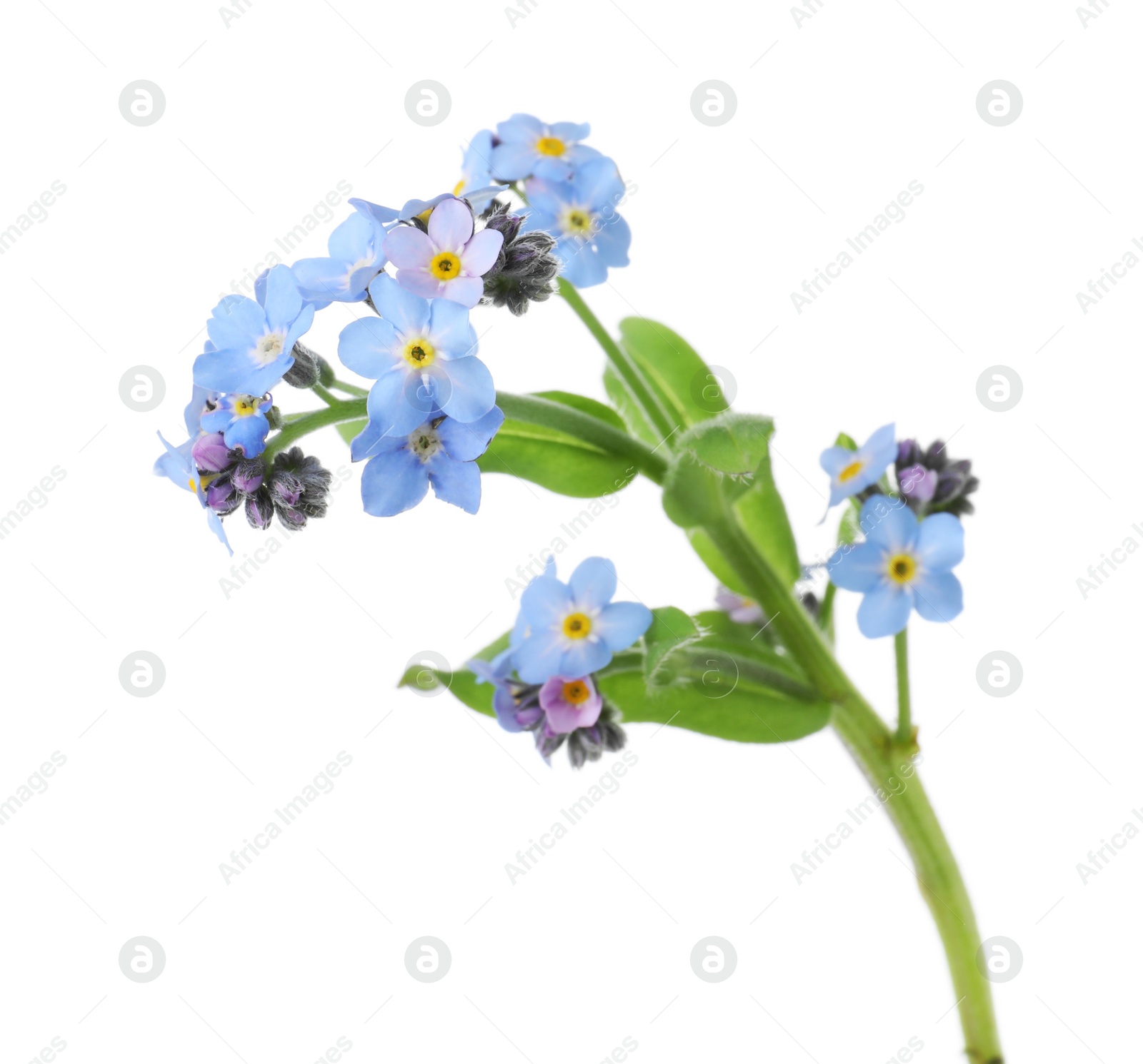 Photo of Amazing spring forget-me-not flowers on white background