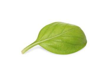 One green basil leaf isolated on white