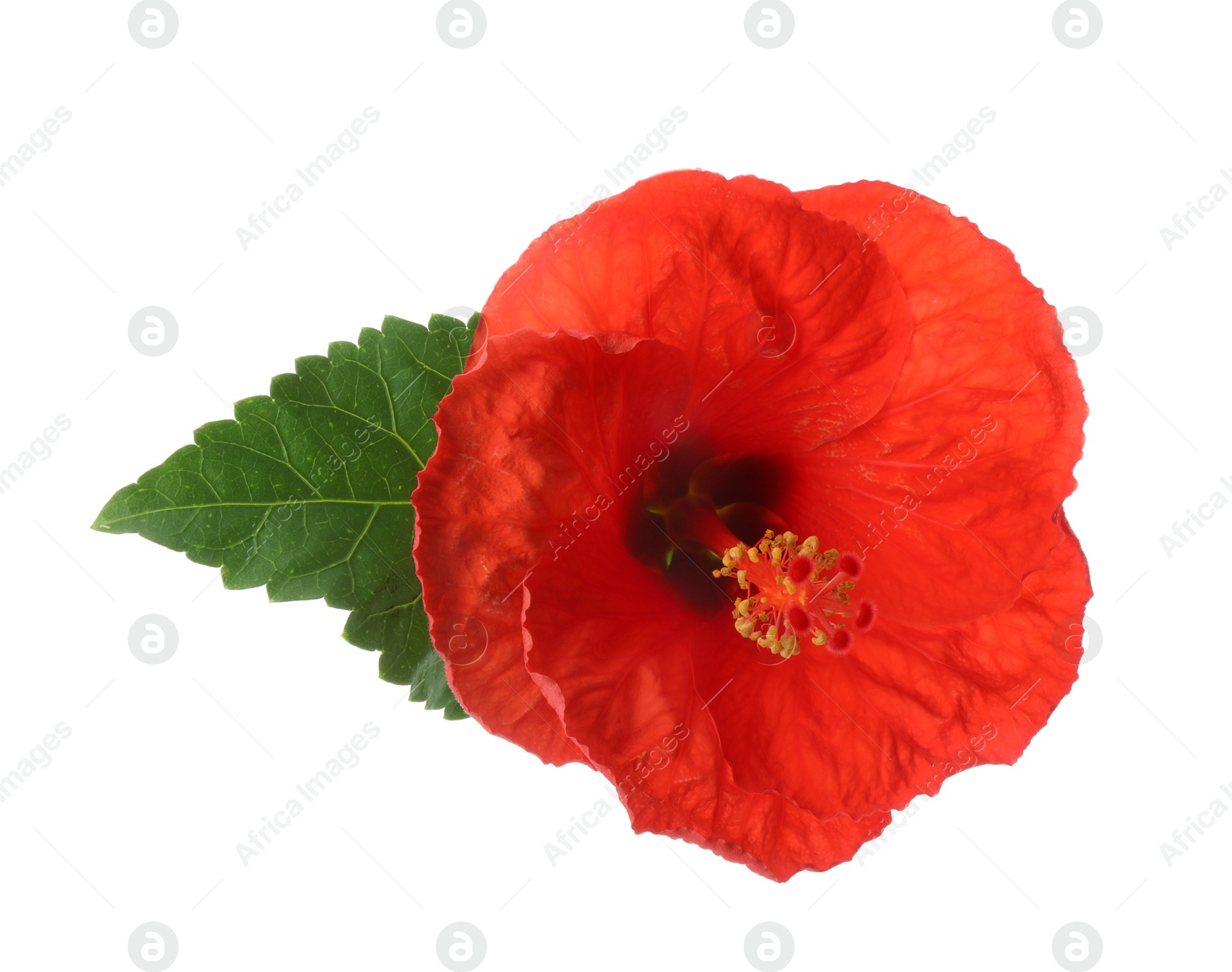 Photo of Beautiful red hibiscus flower and green leaf isolated on white