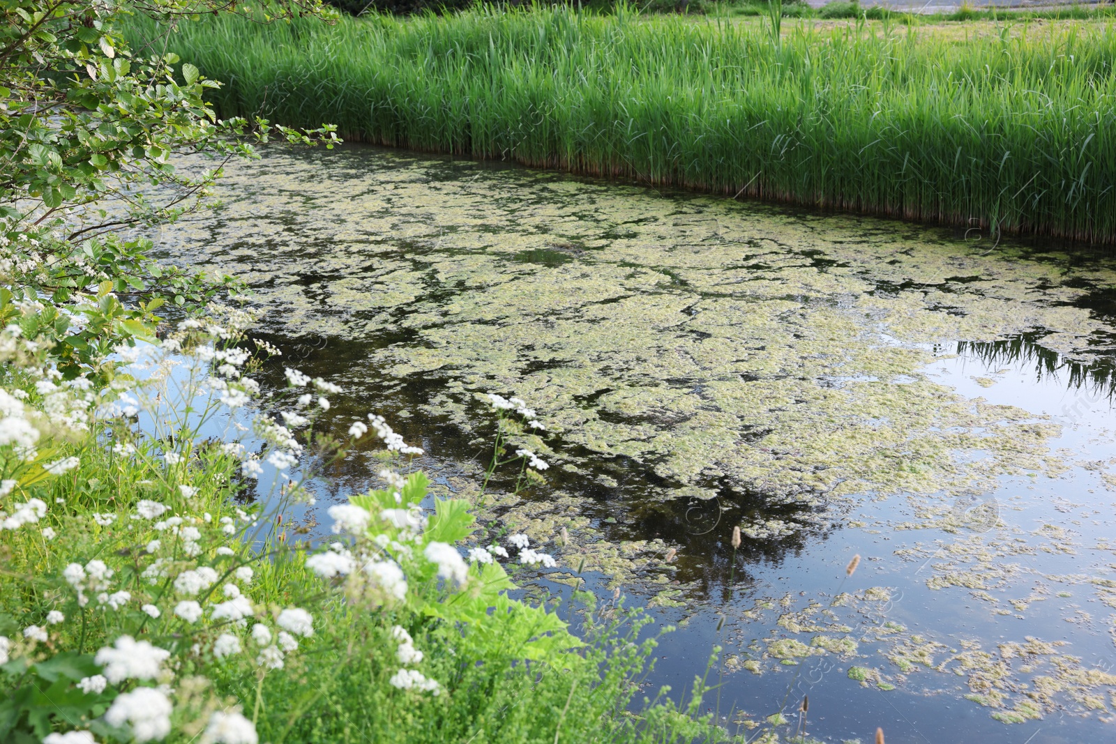 Photo of View of channel with green reeds on sunny day