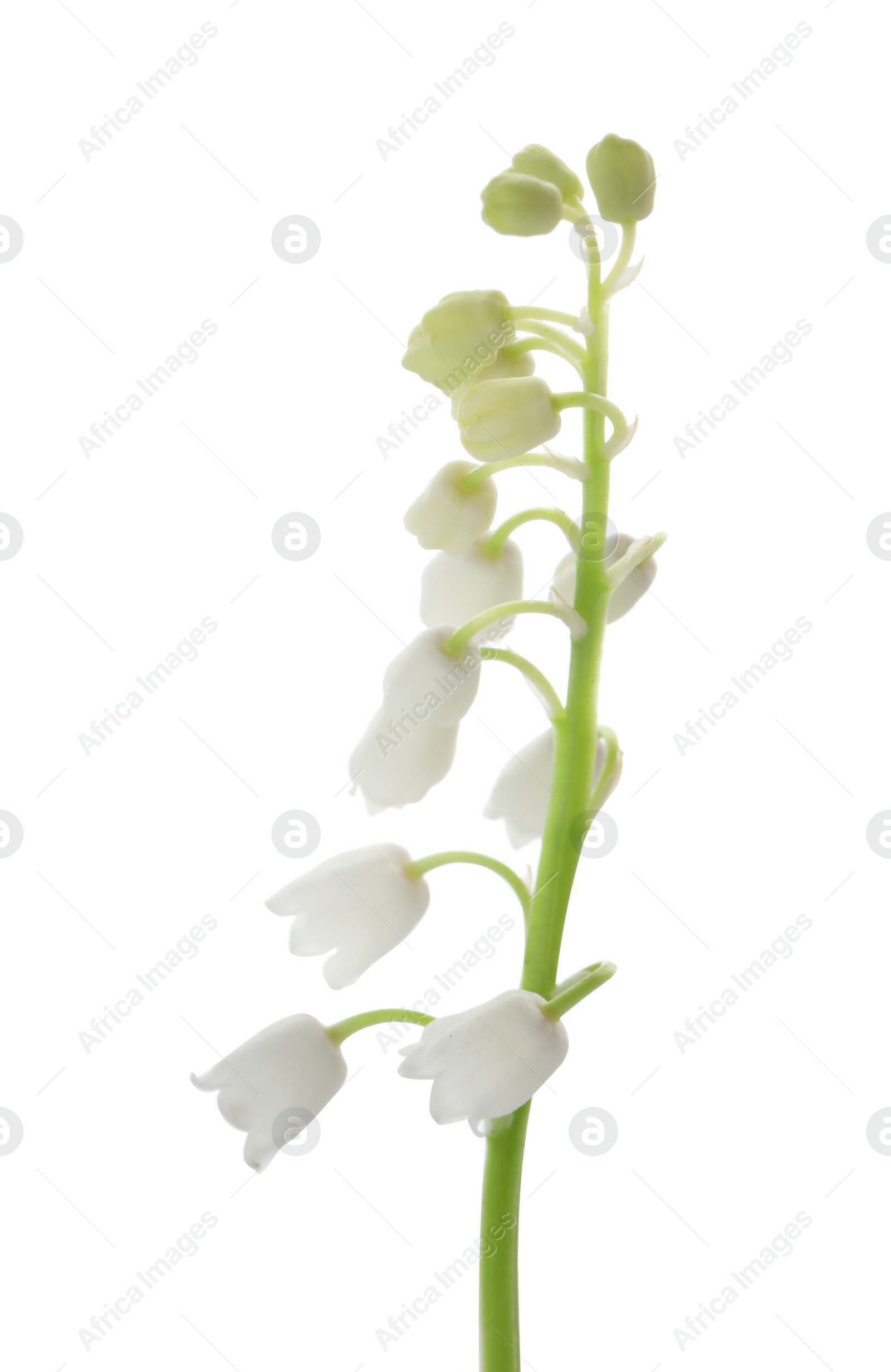 Photo of Beautiful lily of the valley isolated on white