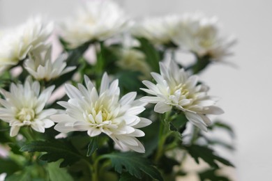 Photo of Beautiful white chrysanthemum flowers on light background, closeup