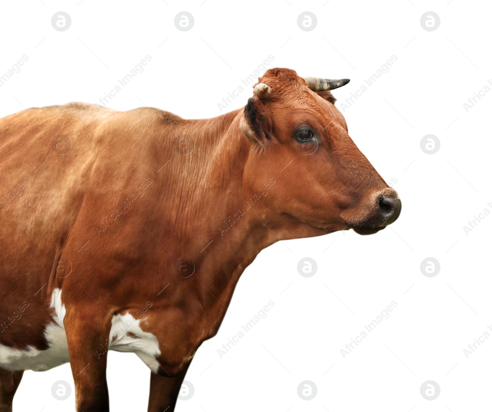 Image of Beautiful brown cow on white background. Animal husbandry