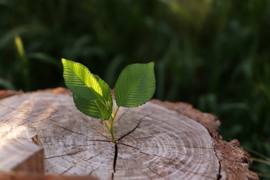 Photo of Young green seedling growing out of tree stub outdoors. New life concept