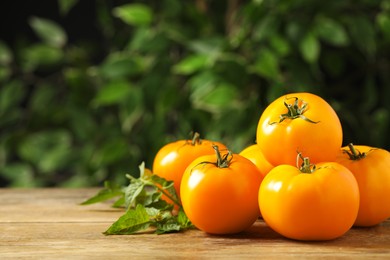 Fresh ripe yellow tomatoes on wooden table outdoors. Space for text