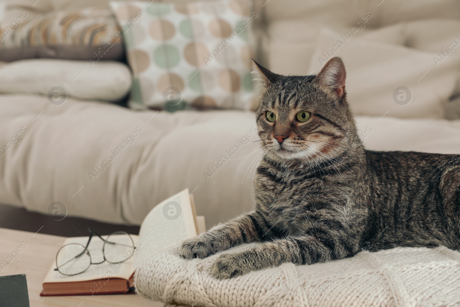 Photo of Cute tabby cat on knitted plaid indoors