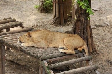 Photo of Young lion lying in zoo enclosure. Wild animal