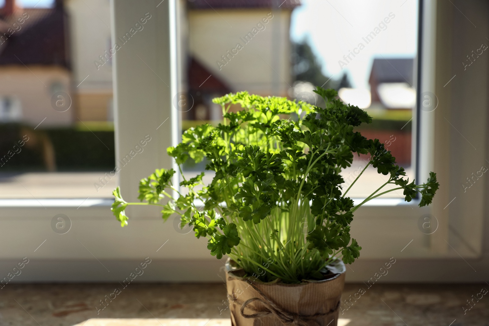 Photo of Potted parsley on windowsill indoors, space for text. Aromatic herb