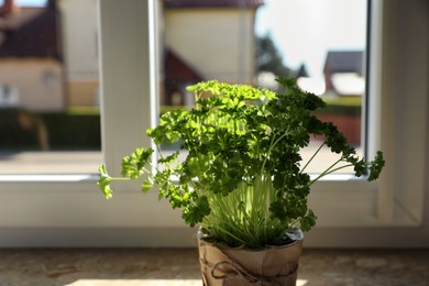 Potted parsley on windowsill indoors, space for text. Aromatic herb