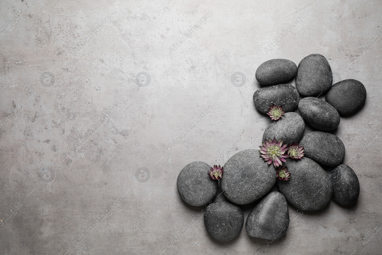 Photo of Spa stones and astrantia flowers on grey table, flat lay. Space for text