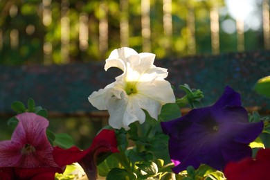 Beautiful petunia flowers outdoors on spring day, closeup