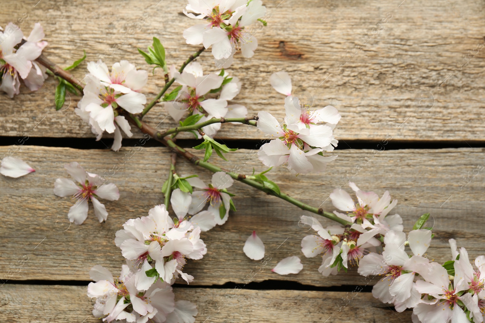 Photo of Beautiful blossoming tree branch and flower petals on wooden table, flat lay. Spring season