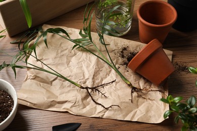 Beautiful houseplant seedlings and pot on wooden table