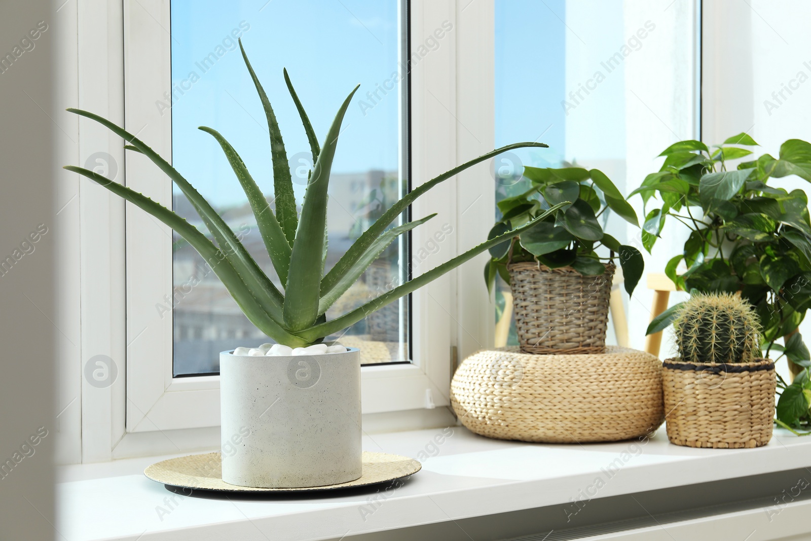 Photo of Beautiful potted aloe vera and other plants on windowsill indoors