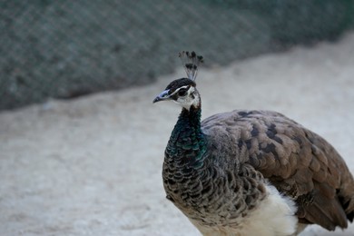 Photo of One beautiful peacock in nature reserve, space for text