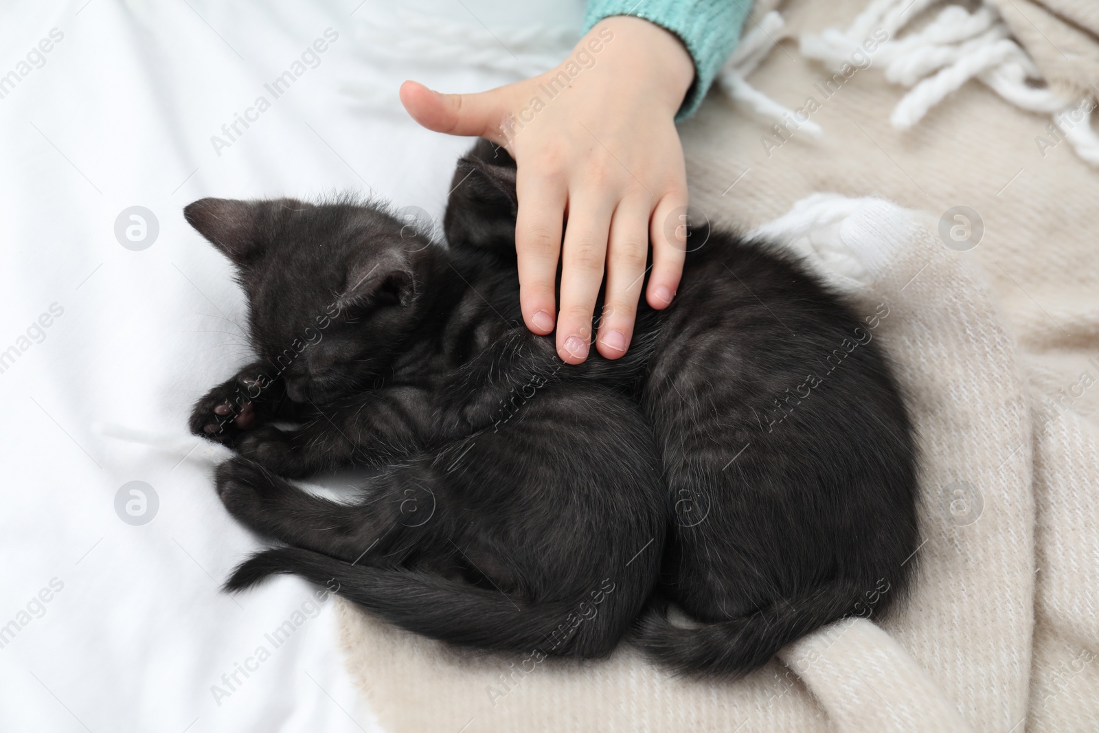 Photo of Little girl with cute fluffy kittens on bed, closeup