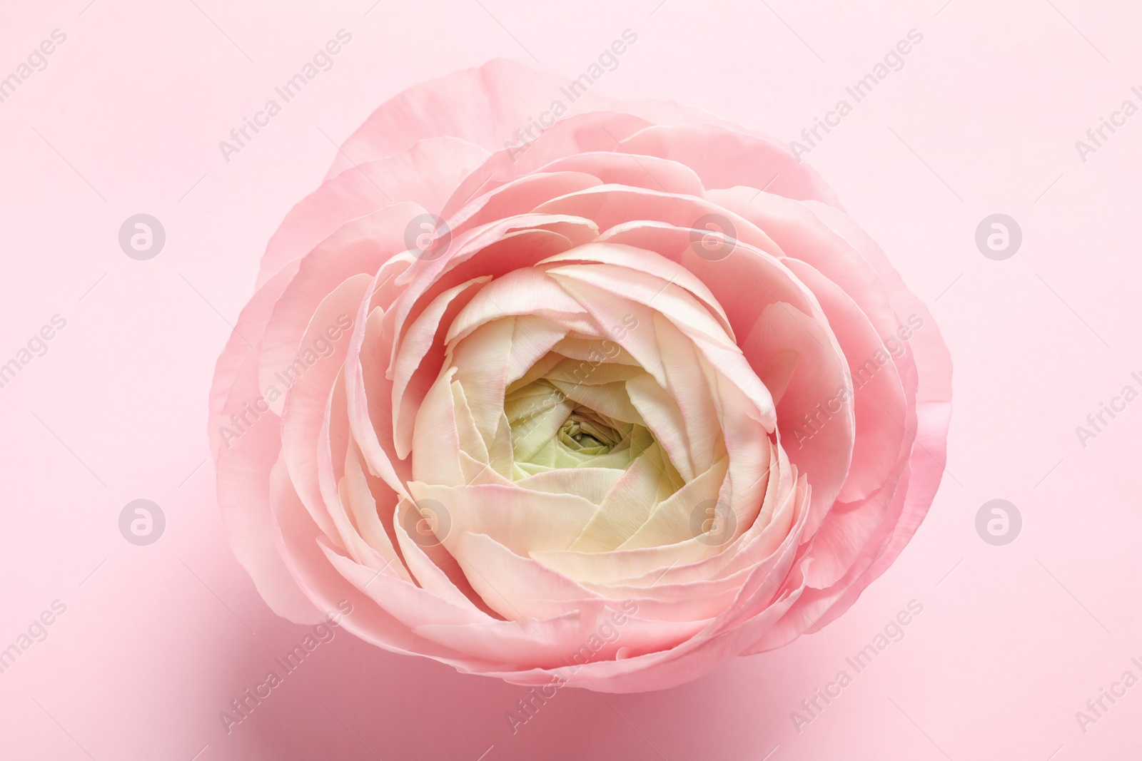 Photo of Beautiful ranunculus flower on color background