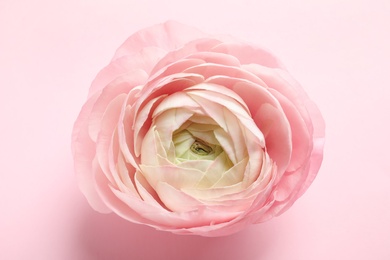 Photo of Beautiful ranunculus flower on color background