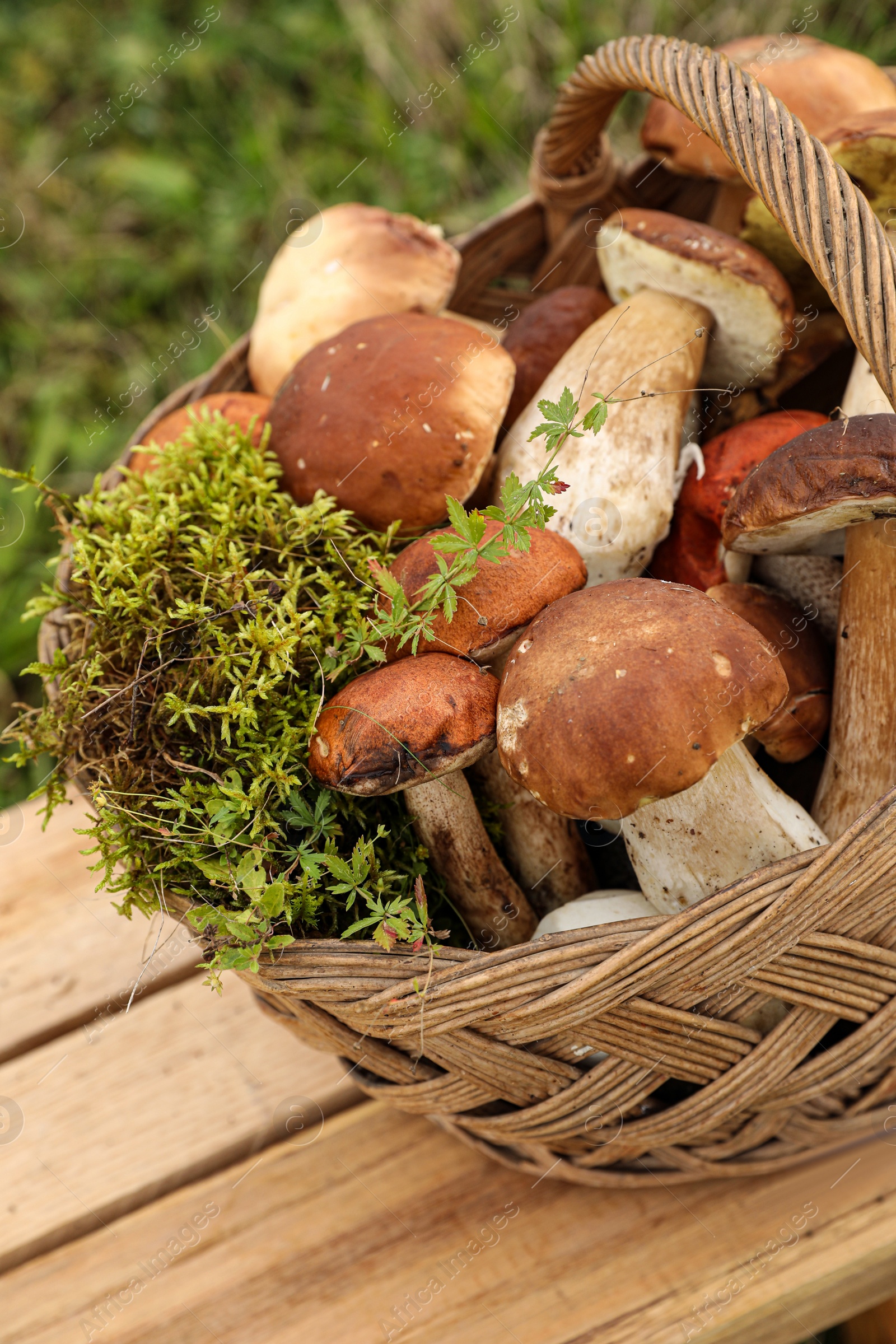 Photo of Wicker basket with fresh wild mushrooms on wooden table outdoors, closeup