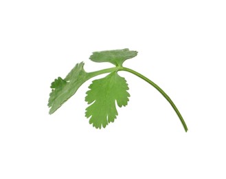 Aromatic fresh green cilantro isolated on white