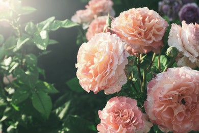 Image of Beautiful blooming pink roses on bush outdoors