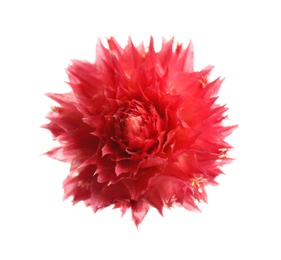 Photo of Beautiful red gomphrena flower isolated on white, top view