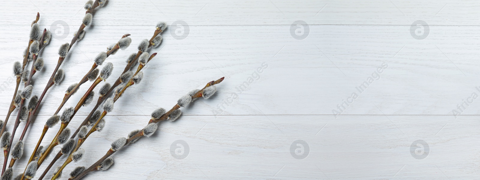 Image of Beautiful pussy willow branches and space for text on white wooden background, flat lay. Banner design