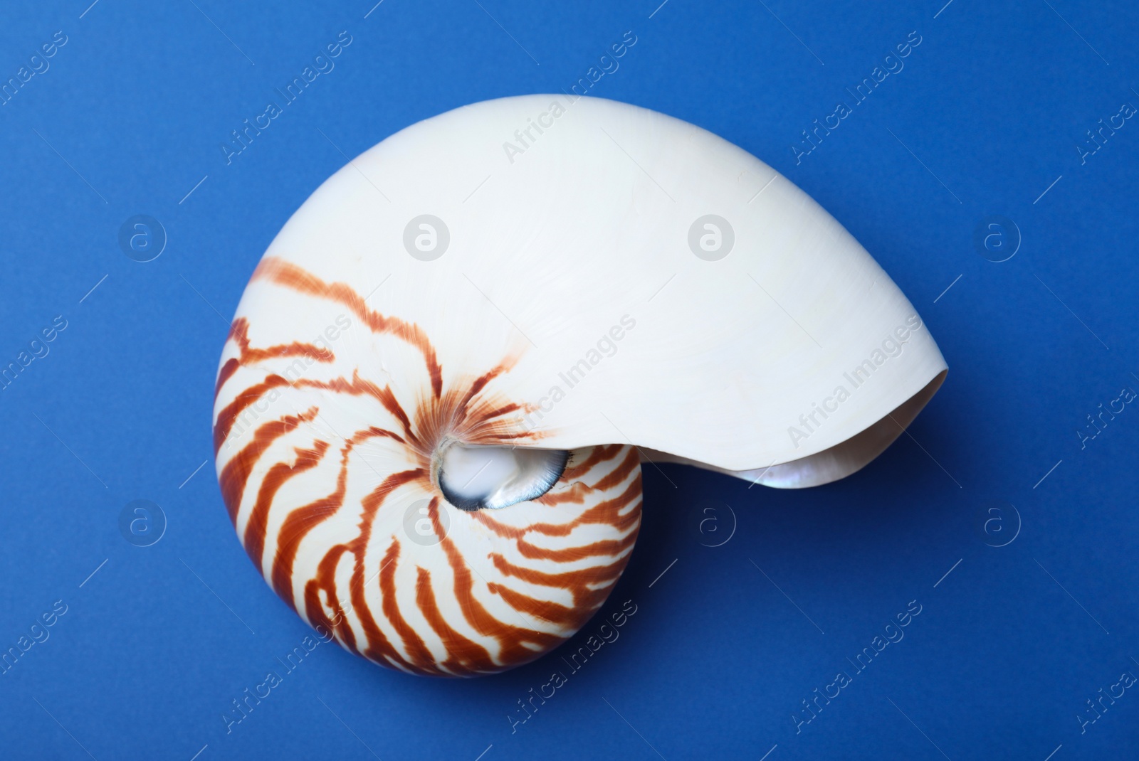 Photo of Nautilus shell on blue background, top view