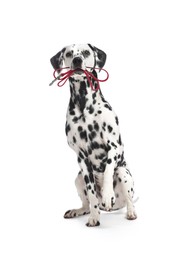 Image of Adorable Dalmatian dog holding leash in mouth on white background