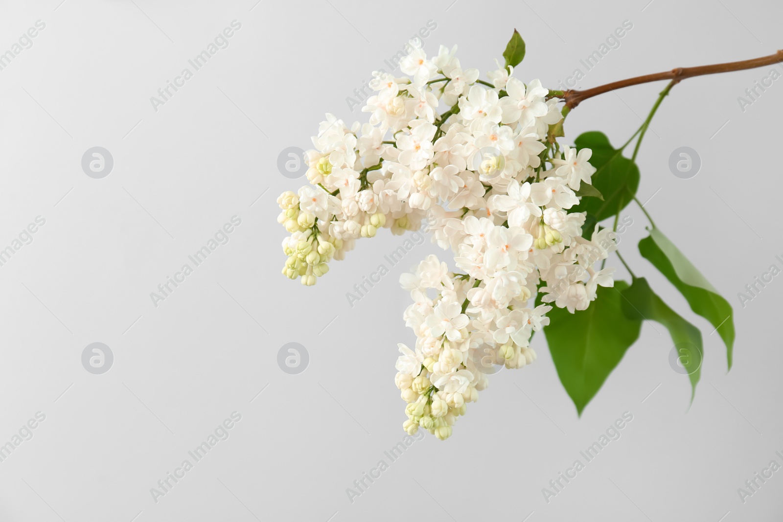 Photo of Beautiful blossoming lilac on light background. Spring flowers