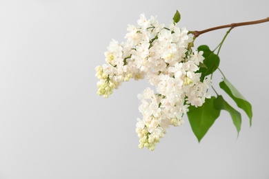 Beautiful blossoming lilac on light background. Spring flowers